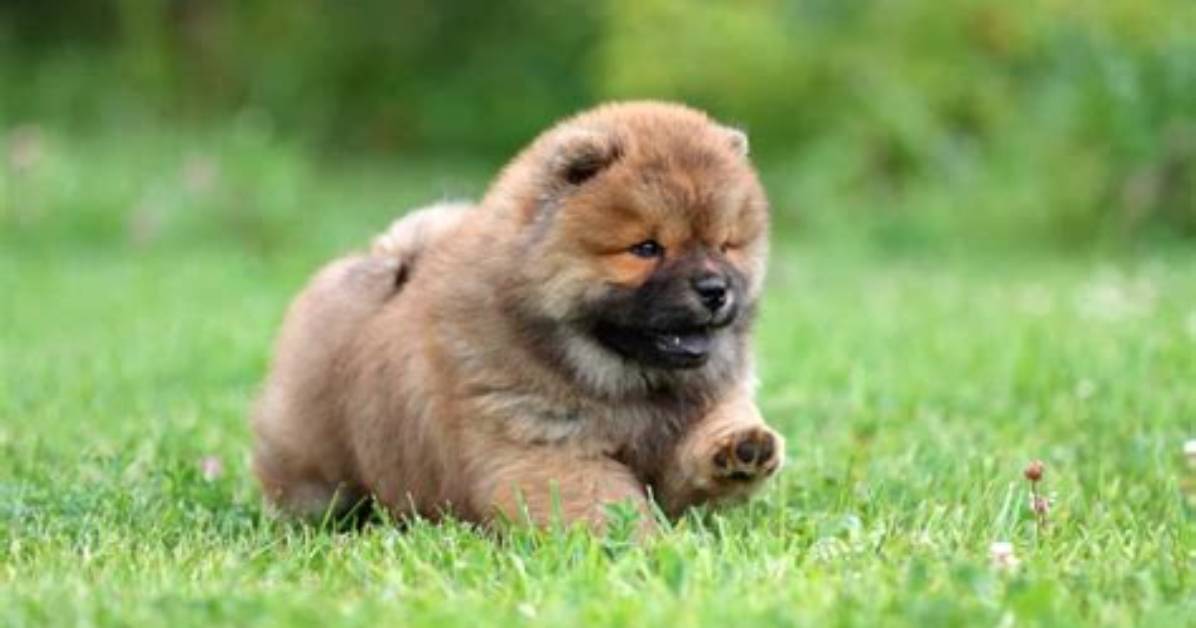 2026 Dog Breed Price Rankings Chow Chow Emerges in Global Top 5