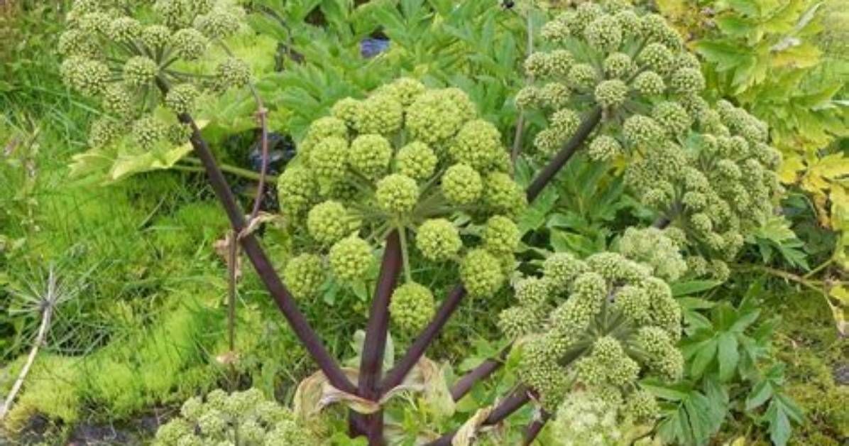 Angelica