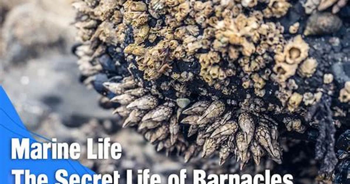 Are Barnacles Actually Alive the Bizarre Secret Hiding Inside Those Rock