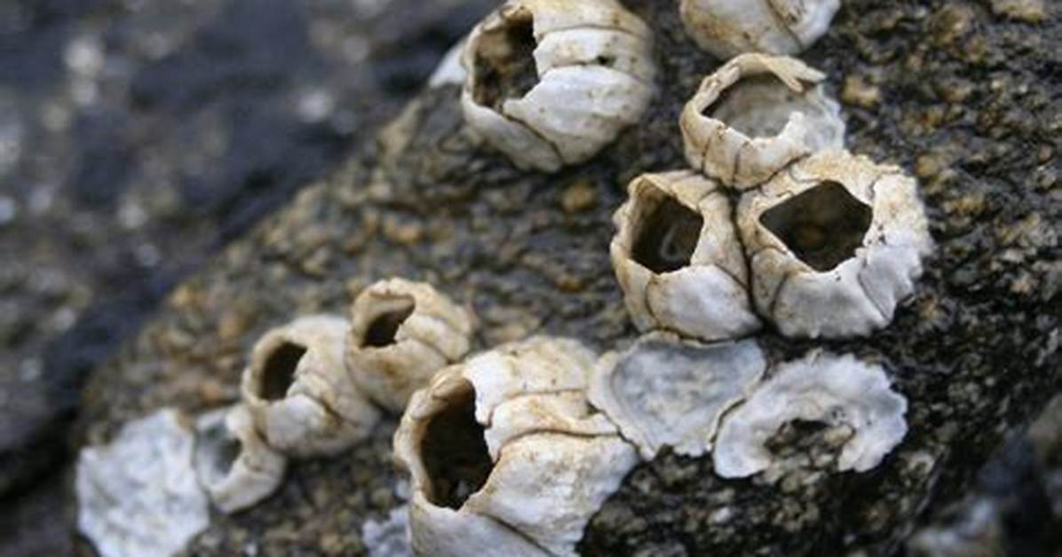 Are Barnacles Actually Alive The