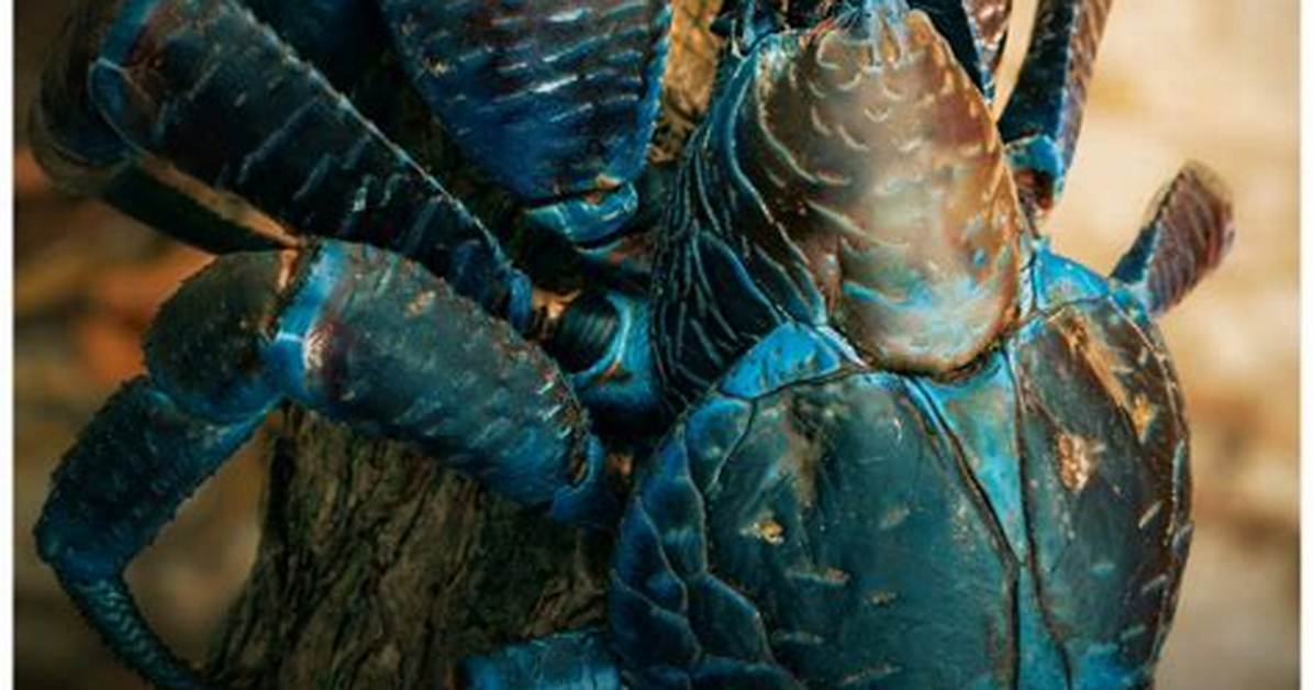 Are Coconut Crabs Poisonous Fact Checking Toxicity Lethal Cases And