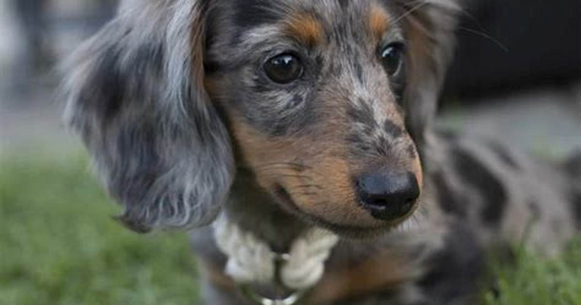 Are Mini Long Haired Dachshunds Actually Harder to Care for Fact Checking Health Temperament And