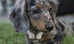 Are Mini Long-Haired Dachshunds Actually Harder to Care for? Fact-Checking Health, Temperament, and Care Myths