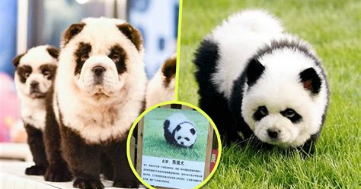 Are Panda Dogs Real Video Evidence and Behind the Scenes