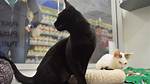Are Petsmart Kitty Condos Safe? Fact-Checking Vaccine Rules and Staff Ratios