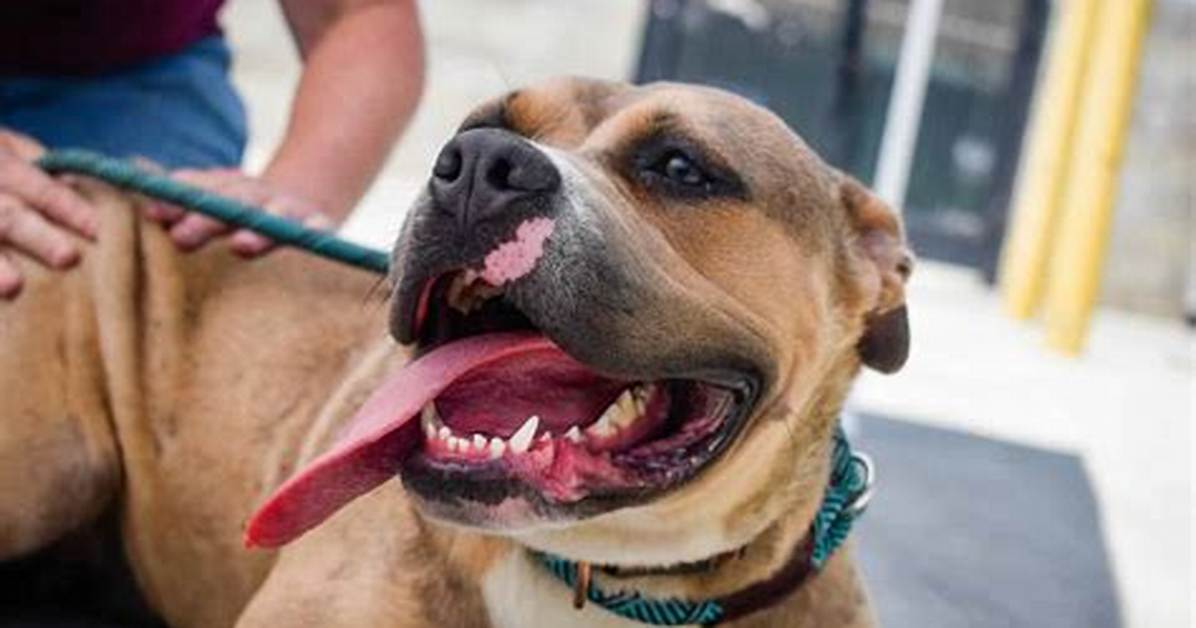 Are Pitbull Boxer Mixes Safe Family Dogs Separating Genetic Facts From