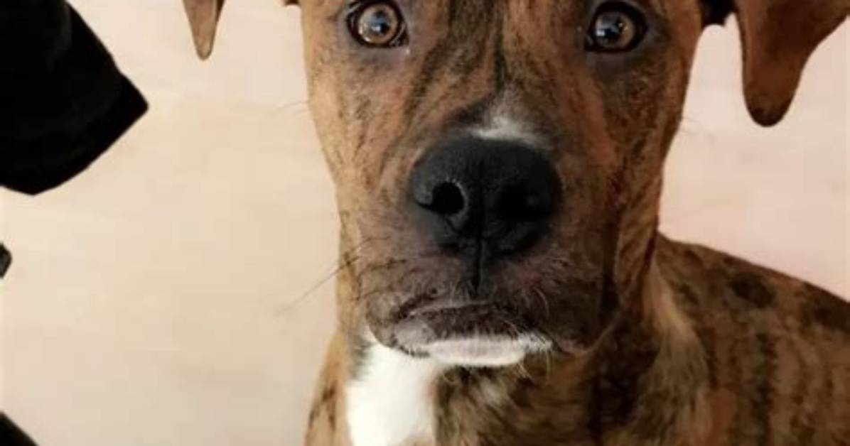Are Pitbull Boxer Mixes Safe