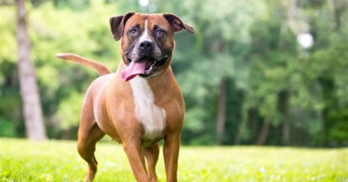 Are Pitbull Boxer