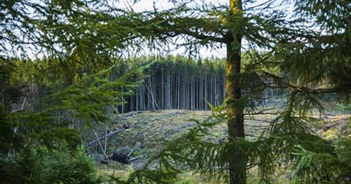 Behind the Conifer Crunch Why Demand for Northern Pines Nursery Stock Is