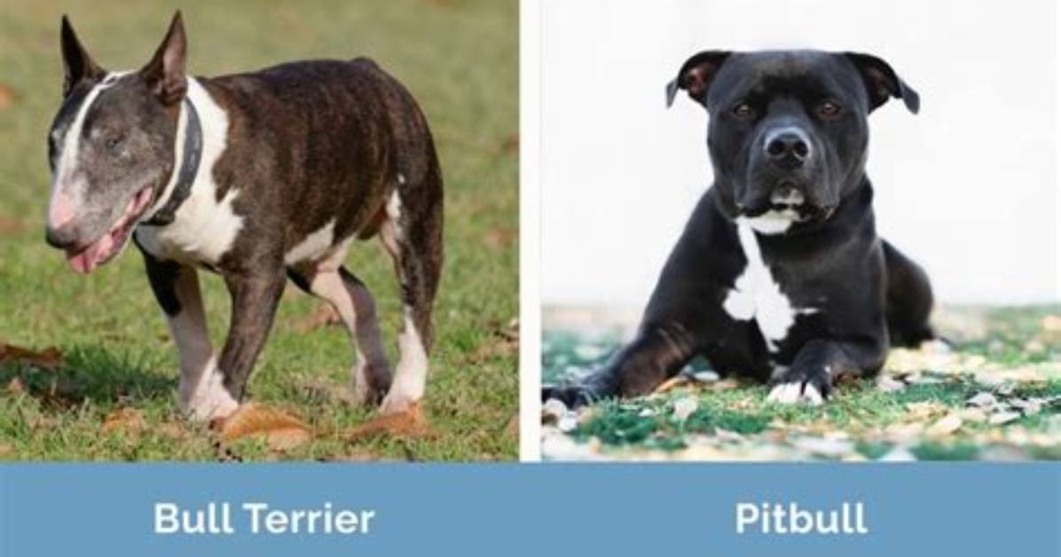 Bull Terrier vs Pitbull Puppies Key Physical Differences Growth Stages And