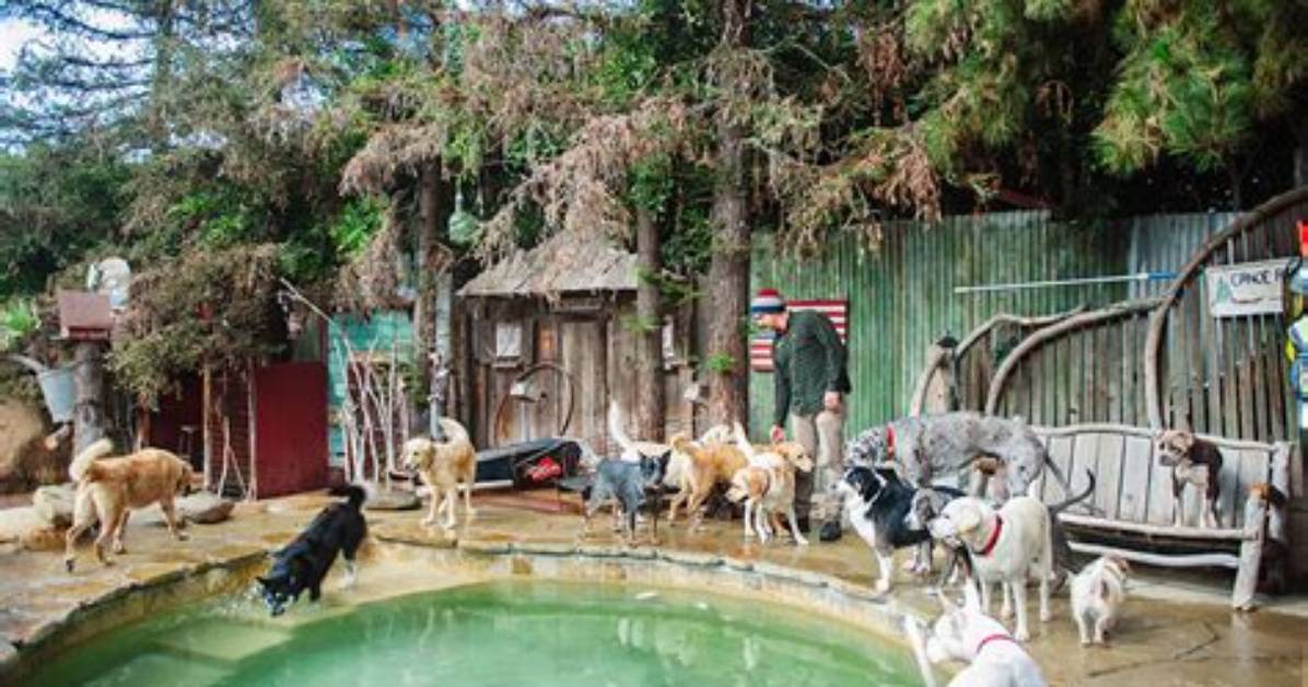 Camp Canine Santa Barbara Timeline from Pool Tragedy to Protests And