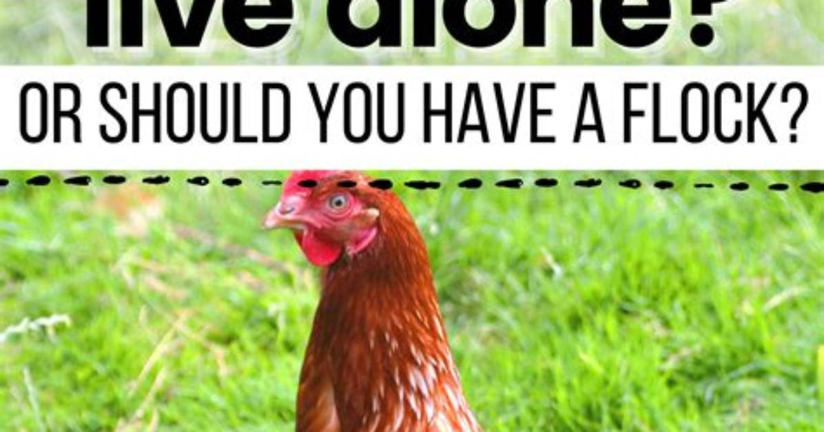 Can Chickens Live on Grass Alone Debunking the Pasture Fed