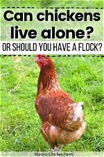 Can Chickens Live on Grass Alone? Debunking the Pasture-Fed Poultry Myth