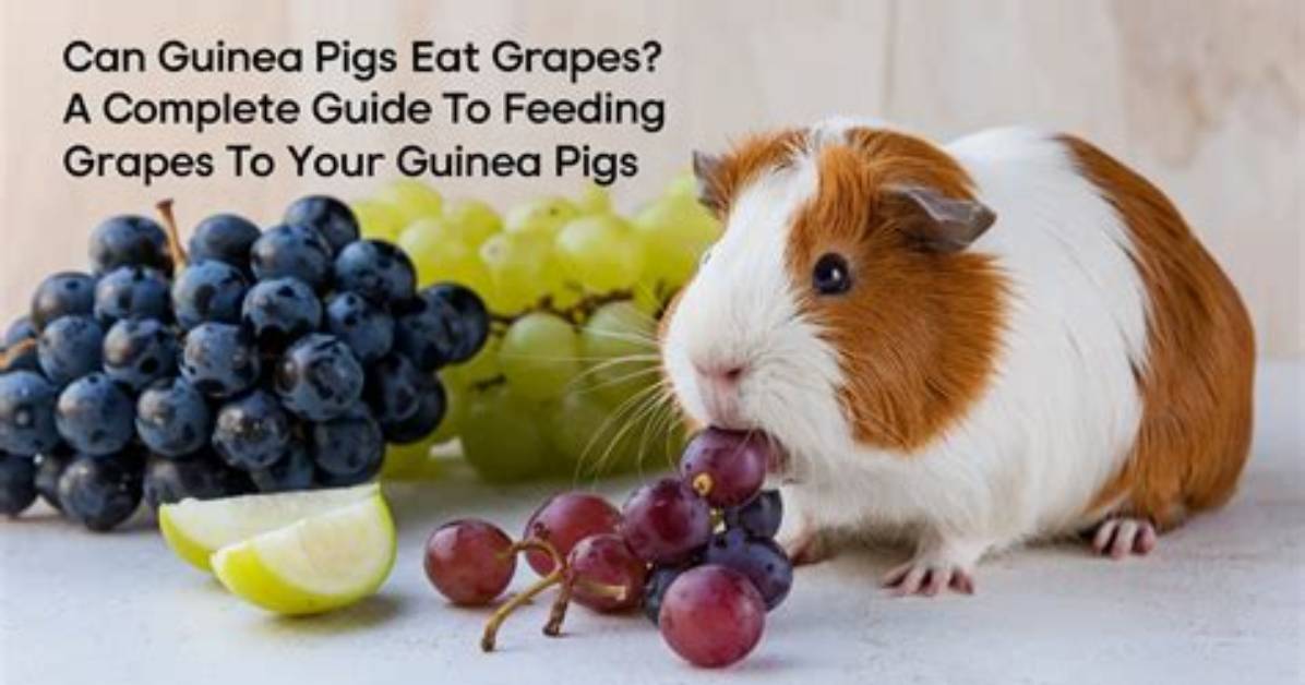 Can Guinea Pigs Eat Grapes Portion Size Guide and Safe