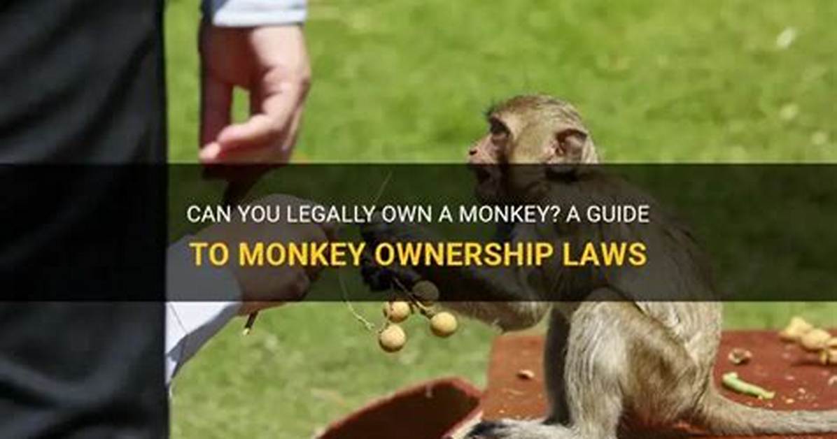 Can You Legally Buy a Pet Monkey Laws Strict Bans And