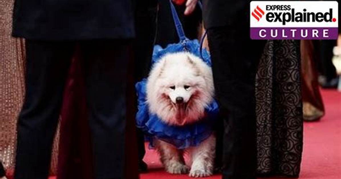 Cannes Palm Dog 2025 Why a Canine Named Panda Took Cinema S Top