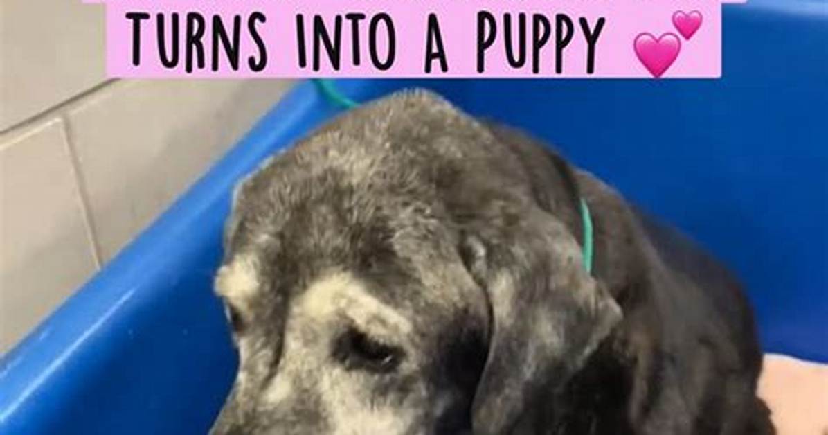 Caring for a 20 Year Old Rescue Dachshund Essential Guide to Hospice Fostering and Senior Dog