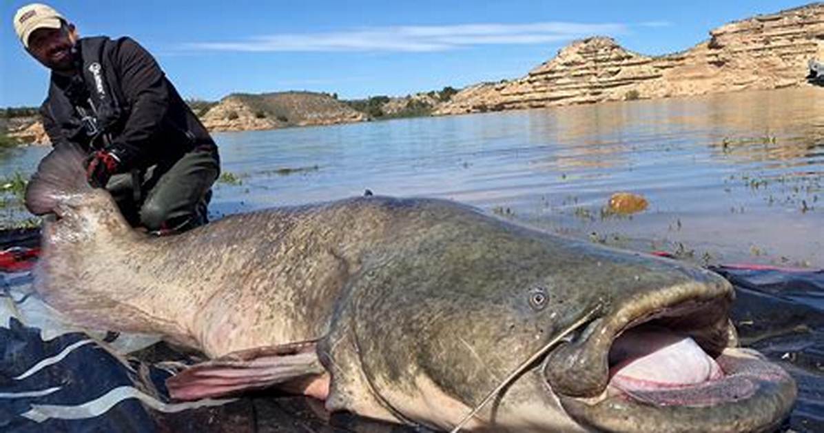 Catfish in Spanish Rivers Explained Species Names Danger Levels And