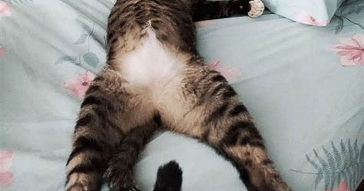 Caught Snoozing on the Job Viral Proof That Tired Cats Are the Ultimate