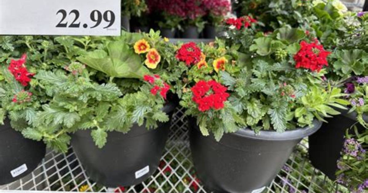 Costco Flowers and Garden