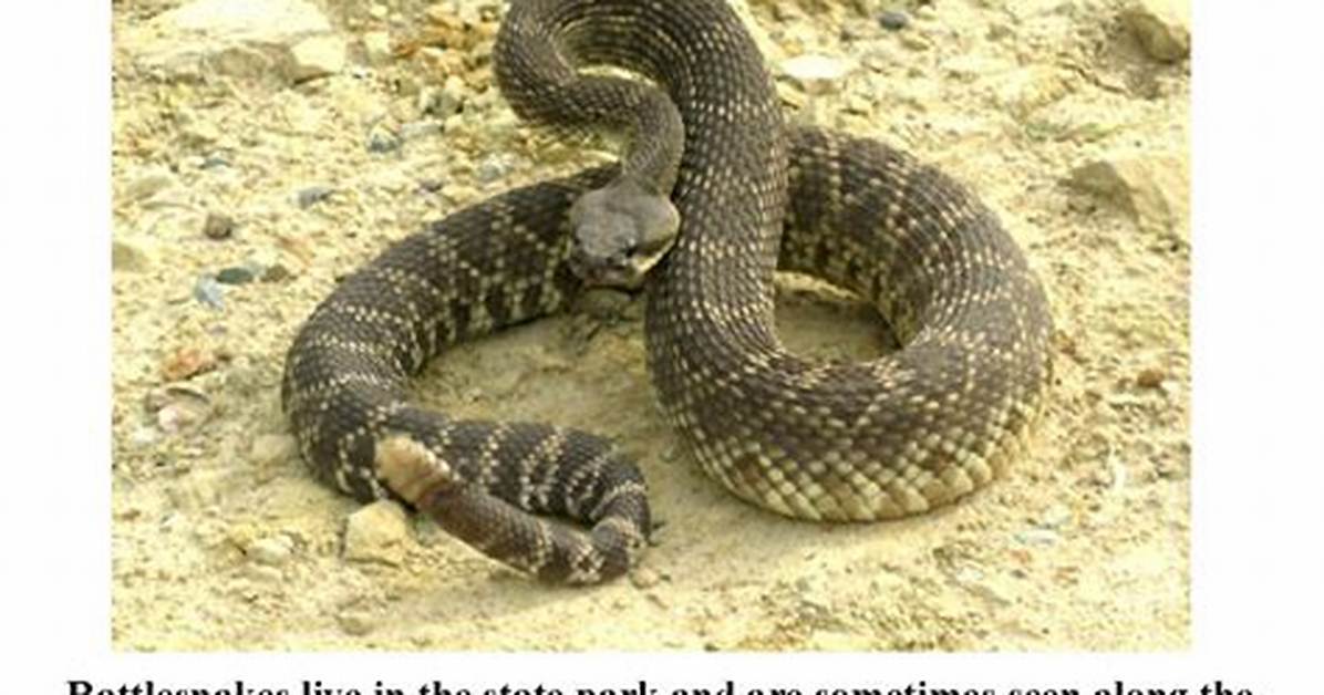 Crystal Cove Rattlesnake Sighting Timeline Second Beach Encounter In