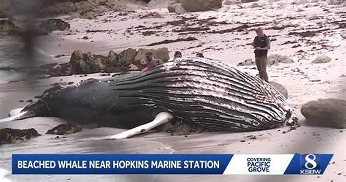 Dead Whale Washes Ashore at Lovers Point Photos and Marine