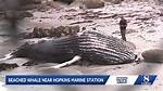 Dead Whale Washes Ashore at Lovers Point: Photos and Marine Safety Response