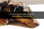 Debunking the Yappy Myth: Do Dachshunds Truly Bark More Than Other Breeds?