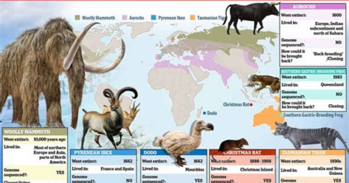 Defying Extinction How Scientists Brought the World S Heaviest Insect Back from The
