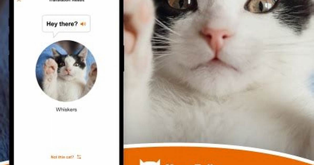 Do Cat Translator Apps Really Work Debunking Viral Feline