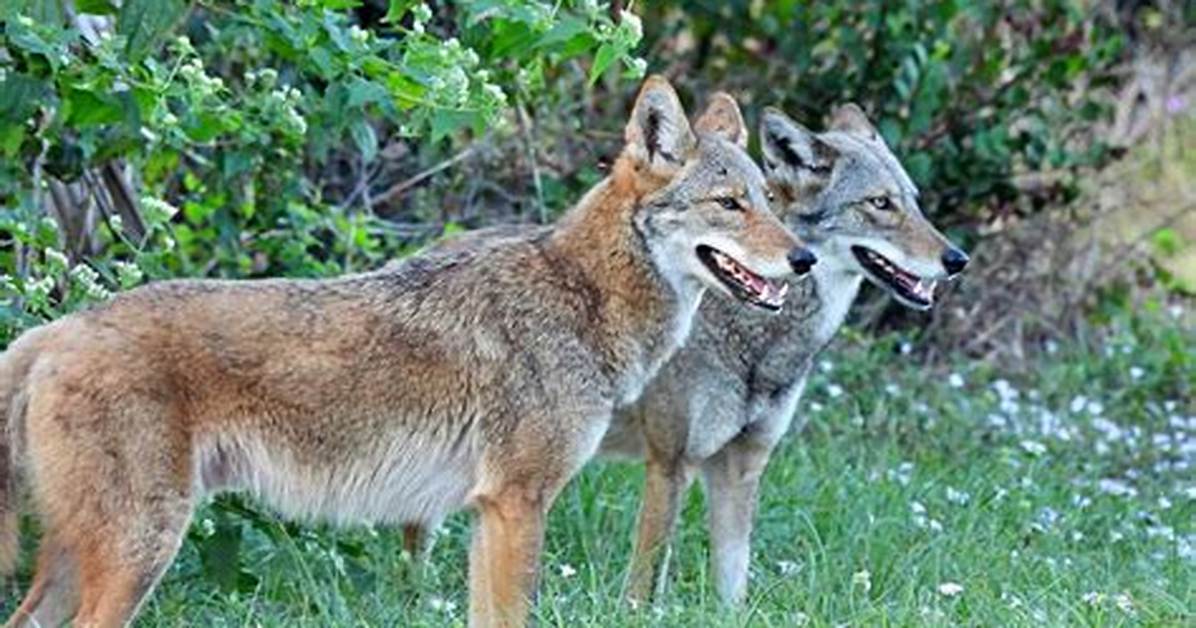 Do Coyotes Really Laugh the Biological Truth Behind The