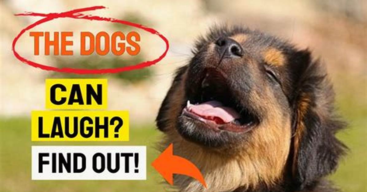 Do Dogs Actually Laugh the Fact Check Behind the Viral Laughing Dog