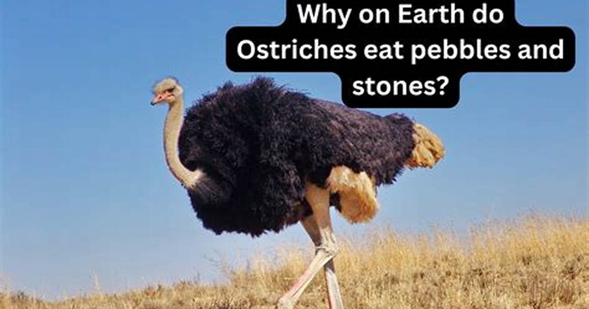 Do Ostriches Really Eat Stones and Iron the Truth Behind Their