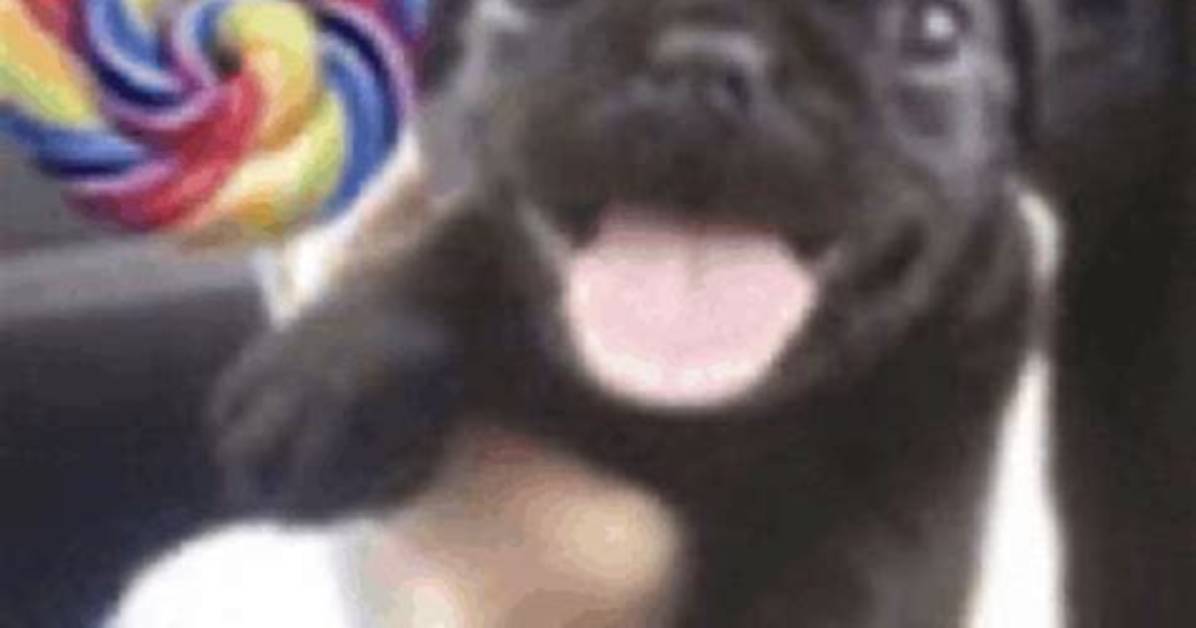 Dog with Lollipop Meme Explained Meaning Blank Templates And