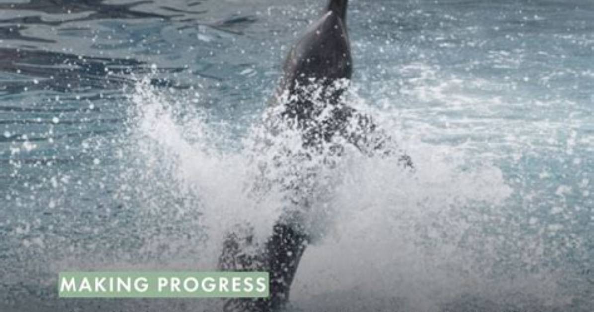 Dolphin Captivity Crisis Timeline from Federal Inspections to Global