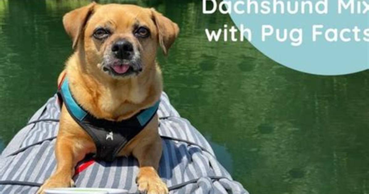 Doxie Pug Mix Physical Traits Visual Breakdown of Ears Coat And