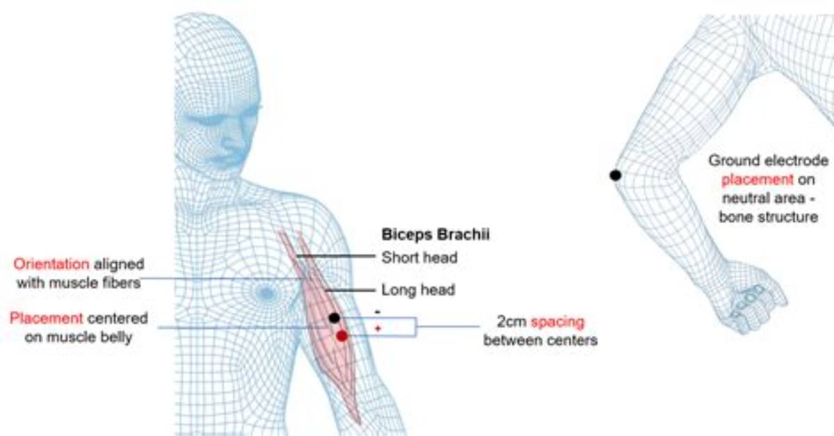 Emg Analysis and Muscle Activation Do Bicep Curls Actually