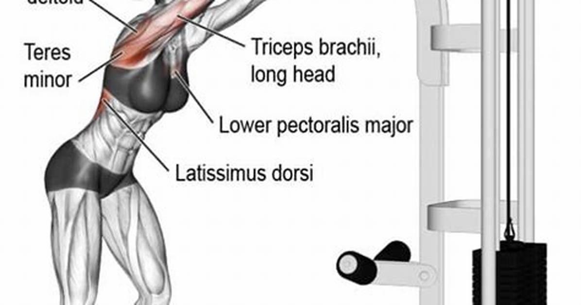 Emg Breakdown Does the Straight Arm Pulldown Actually Build