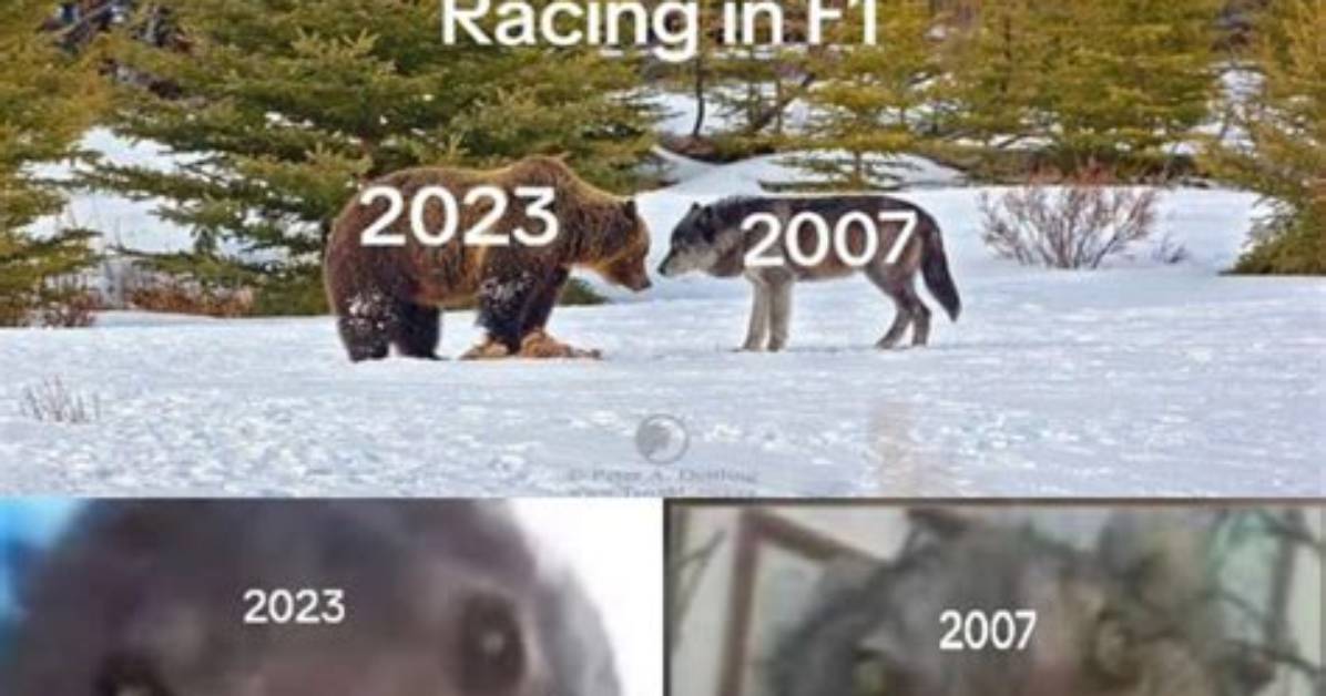 Every Viral the Bear Meme Explained Origins Screenshots And