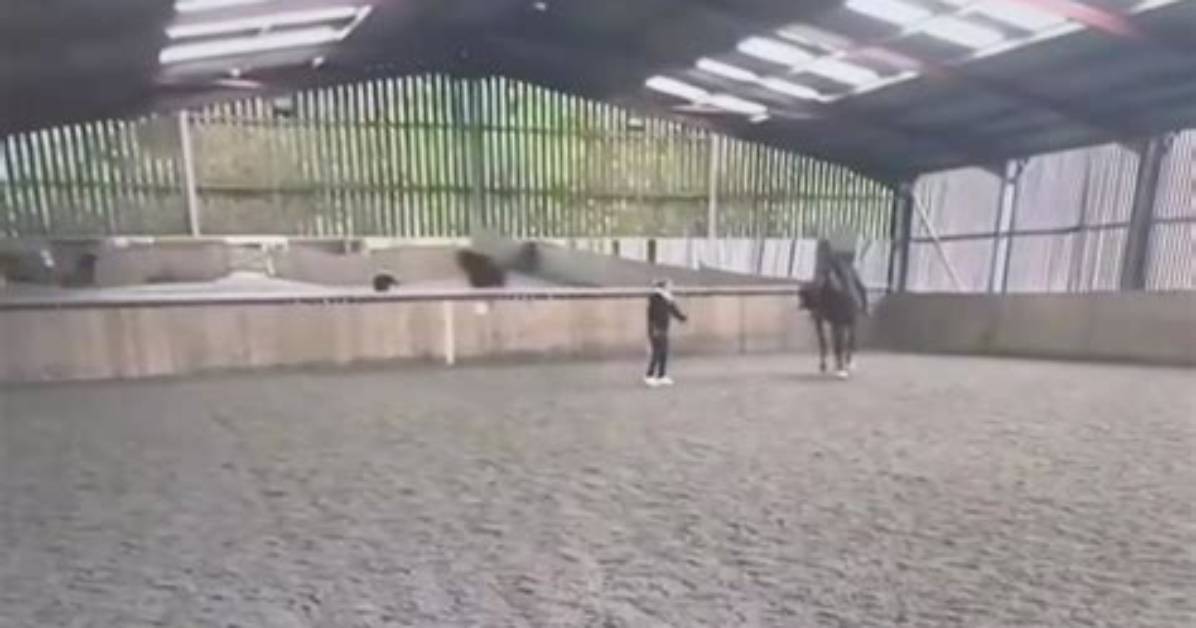 Examining the Viral Charlotte Horse Footage What Uncut Dashcam and Phone