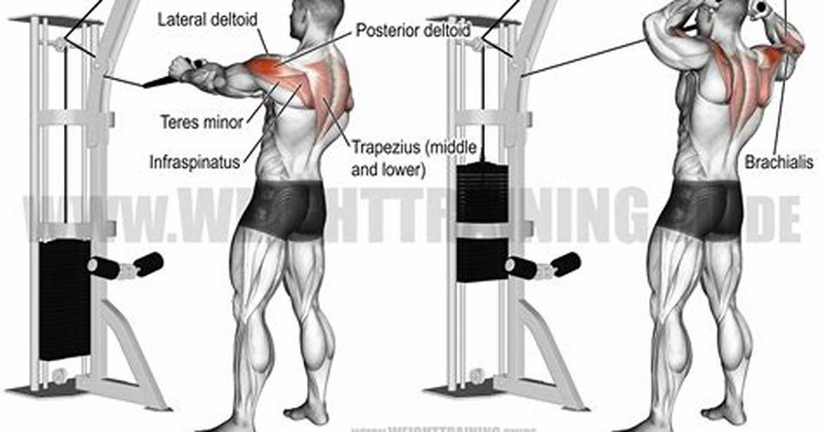 Face Pulls Form Blueprint Visual Cues for Scapular Retraction And
