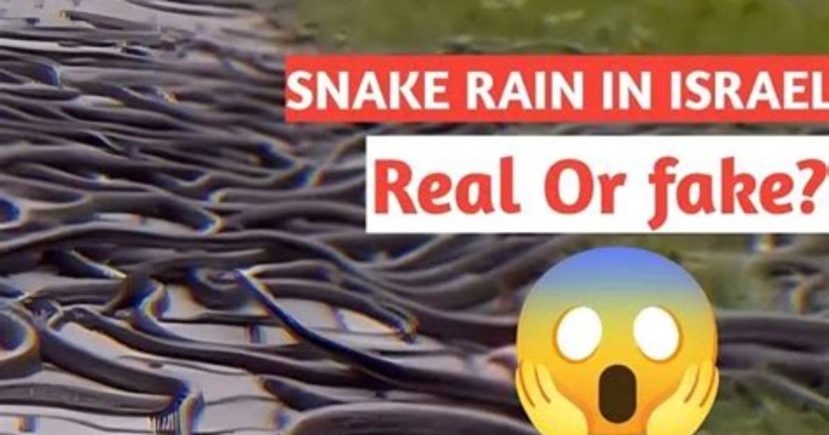 Fact Check Did Snakes Really Fall from the Ceiling of A