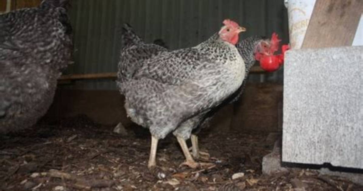 Fact Checking Rustic Rock Chicken Culinary Tradition Or
