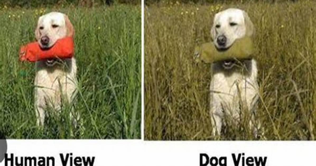 Fact Checking the Viral Dog Vision Filter Myth Vs