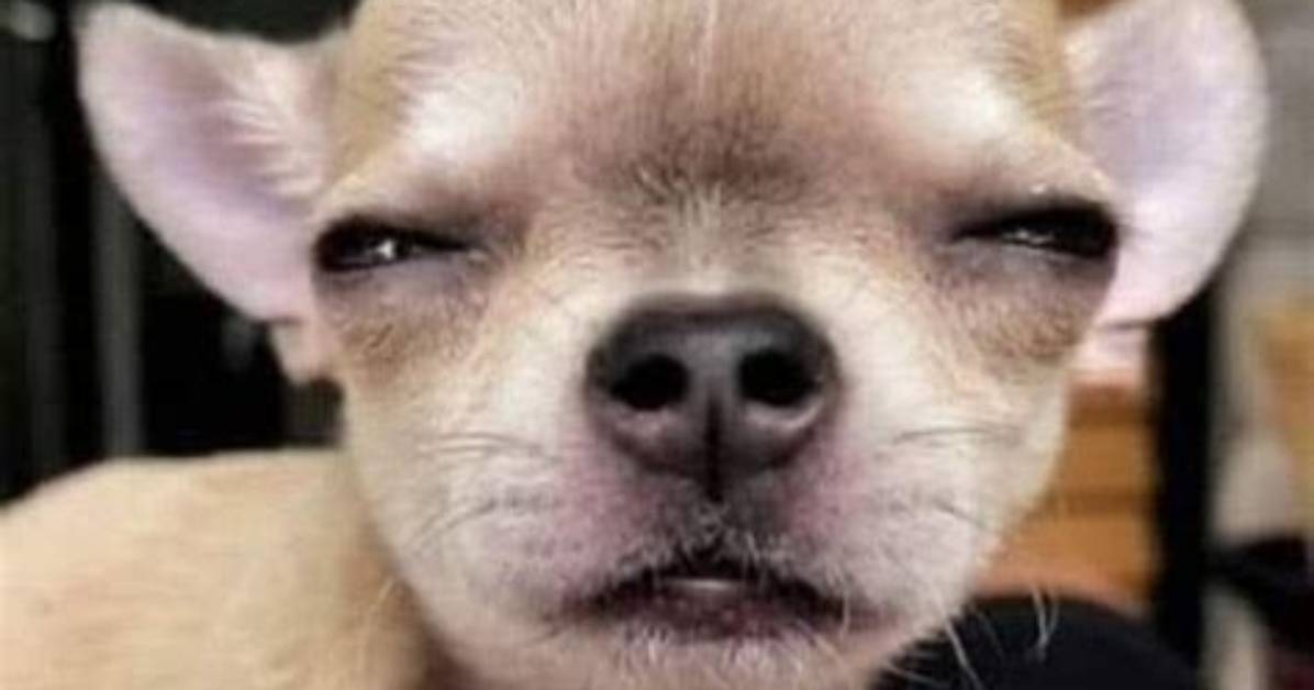Fact Checking Viral Chihuahua Faces What Really Happened to These