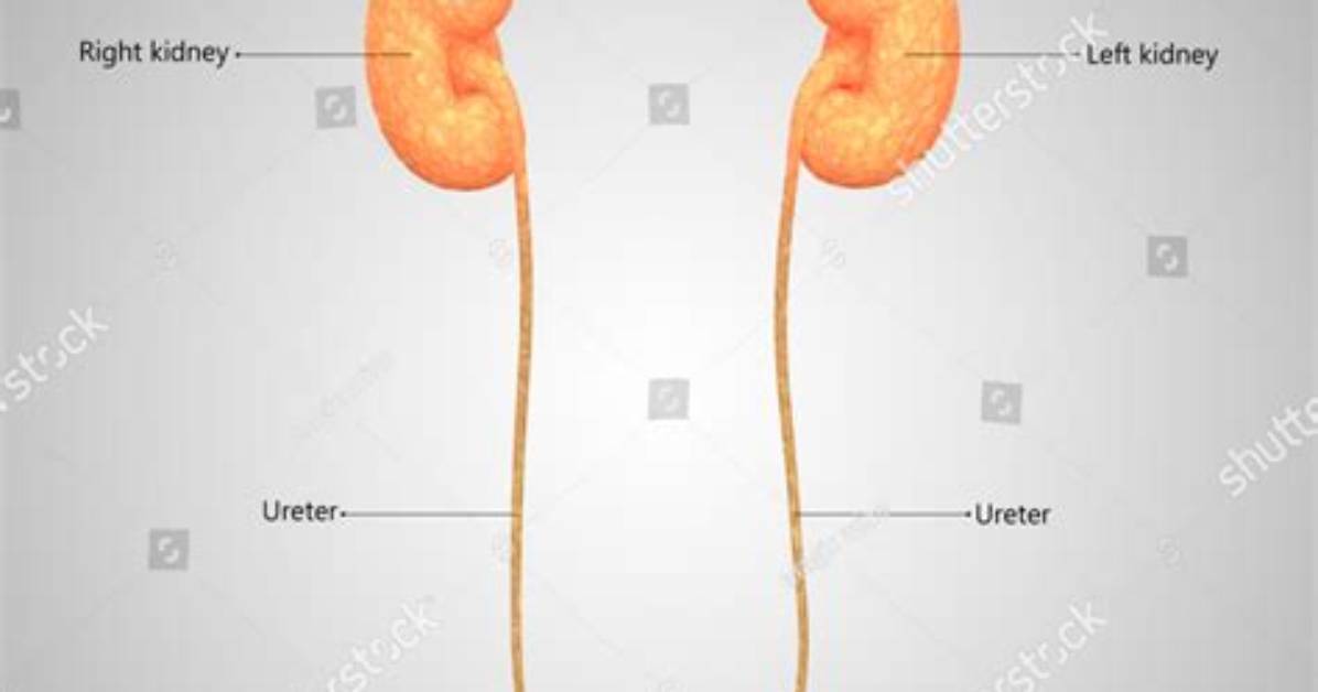Female Urinary Anatomy Explained a Complete Stigma Free