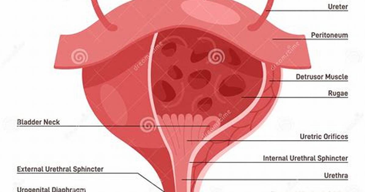 Female Urinary Anatomy Explained A