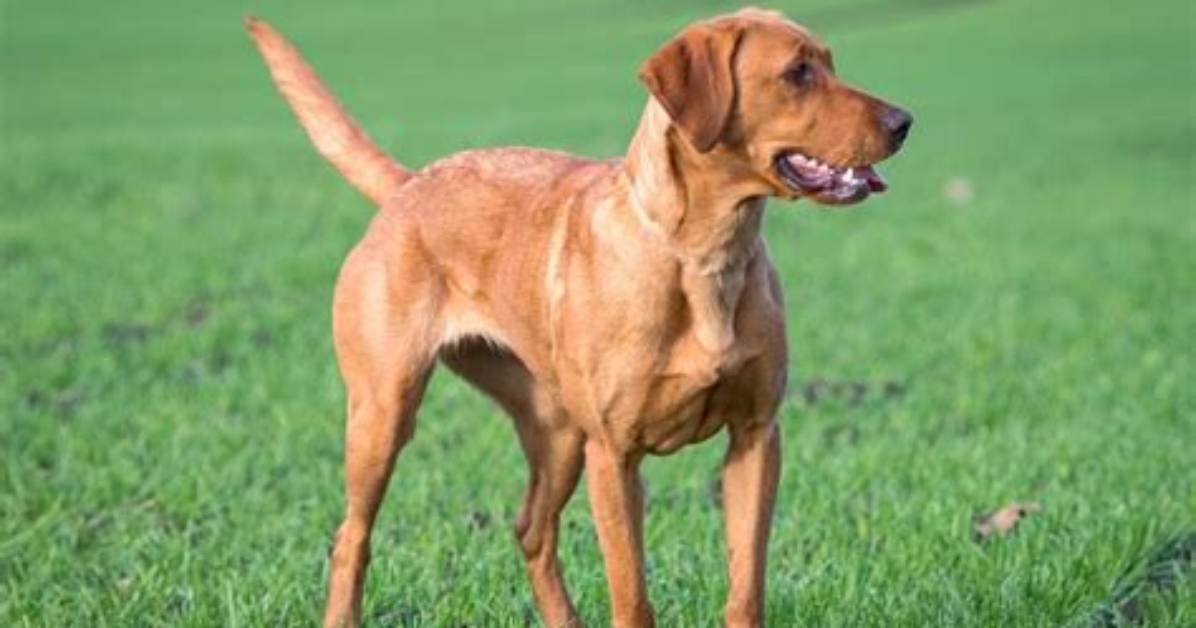 Fox Red Labrador Retriever Guide Cost Temperament Care And