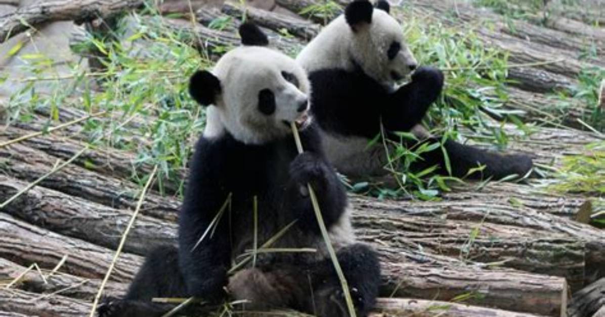 Genjibuhausu Chu Huinetabare Yuan Yinha Zi Fenniaru Menbano Qiaoga Poreta Shun Jianwo Che Di Jie