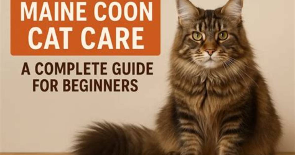 Giant Maine Coon Care Guide Vet Sizing Charts Diet and What New Owners